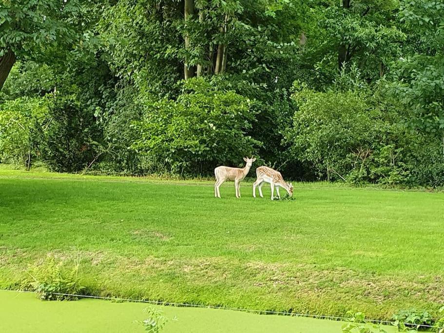 Midden In De Friese Bossen Op Landgoed Princenhof أورانييفاود المظهر الخارجي الصورة